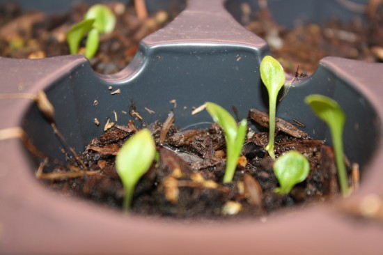 Hosta Seedlings Closeup