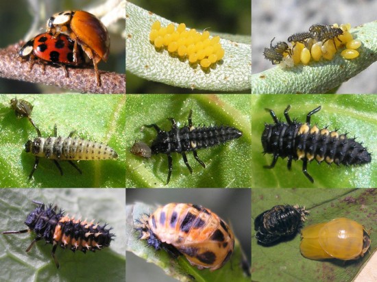 Lady Bugs Full Life Cycle