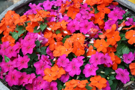 Brilliantly bright impatiens. 