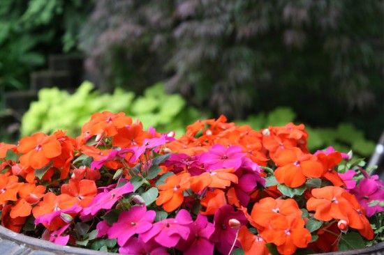 A large urn-style container in the shadier part of my yard bubbling with vivid impatiens. 