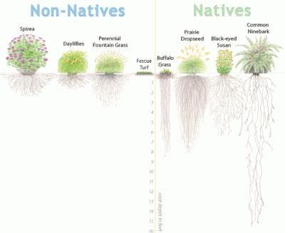 roots_diagram