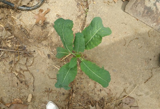 Kale Growing Through a Concrete Crack