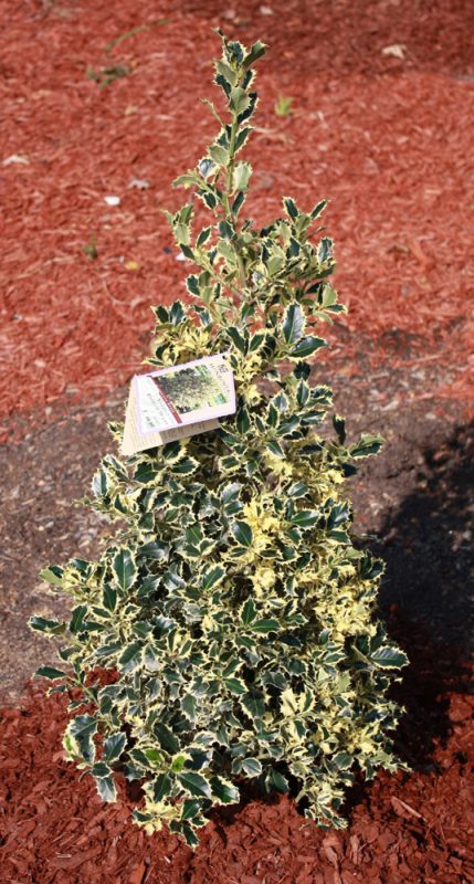 variegated-holly