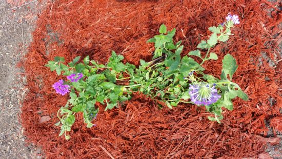 Newly planted Homestead Verbena