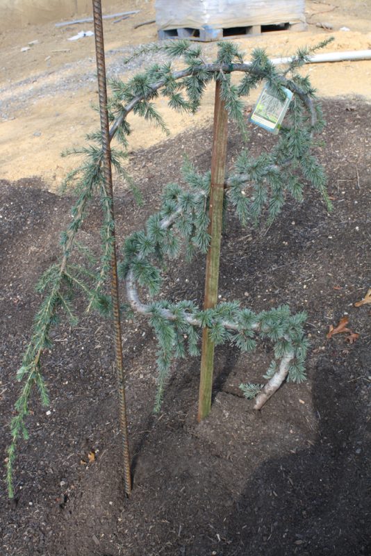 My Weeping Blue Atlas Cedar