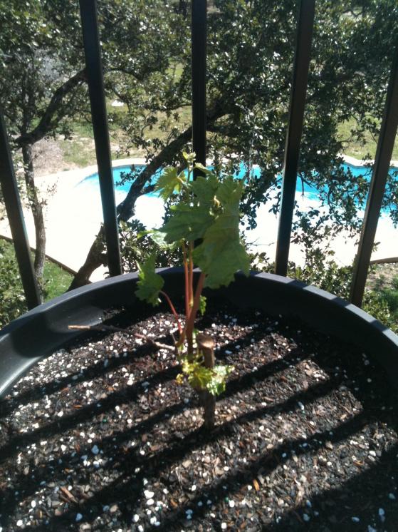 Grapes in March