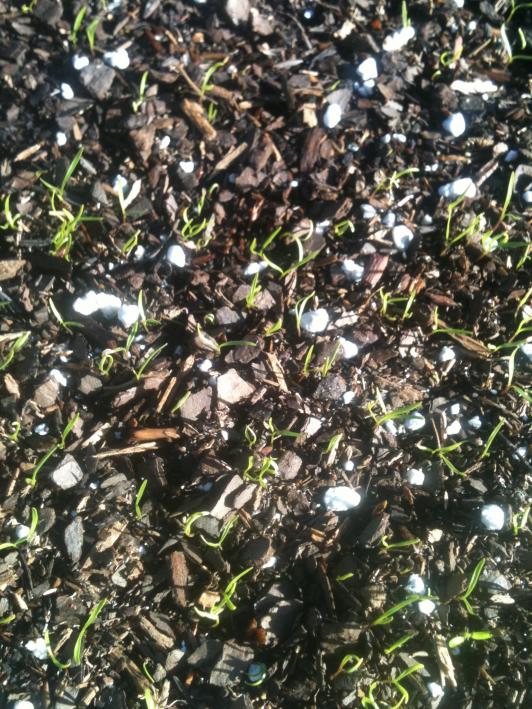 Carrots in March