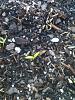 Peppers in march