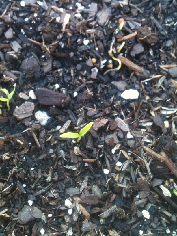 Peppers in march