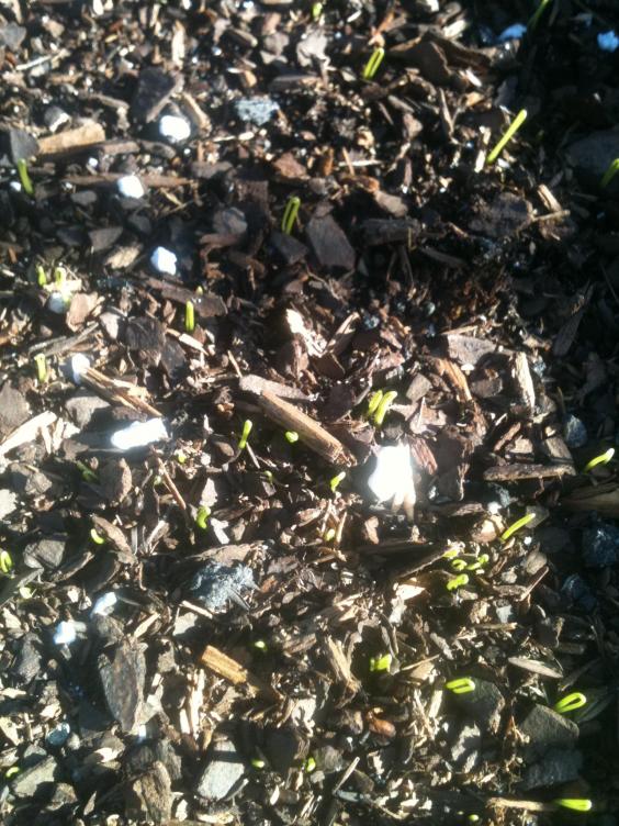 Green Onions in March