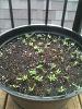 peppers
