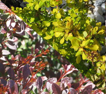 Two Barberry Varieties, yellow & red