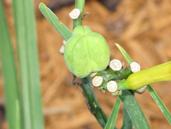 A daylily seedpod.